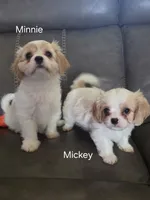 Mickey, a male Cavalier King Charles Spaniel and Cavachon for sale in Red Oak, TX – 5 of 7