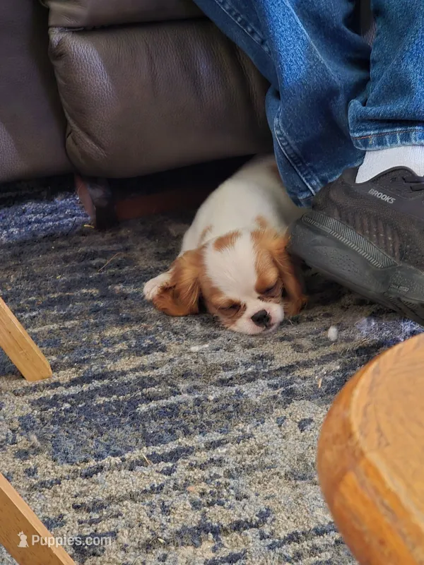 Molly – Bichon Frise, Cavalier King Charles Spaniel puppy for sale in Red Oak, TX