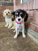 Marley, a female Bichon Frise and Cavalier King Charles Spaniel for sale in Red Oak, TX – 4 of 6