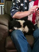 Gracie Female - Small 6.2 lbs, a female Cavalier King Charles Spaniel and Cavachon for sale in Red Oak, TX – 7 of 7