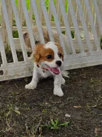 Puppy 3 Orange, a male Bichon Frise and Cavalier King Charles Spaniel for sale in Red Oak, TX – 2 of 3