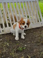Puppy 3 Orange, a male Bichon Frise and Cavalier King Charles Spaniel for sale in Red Oak, TX – 3 of 3