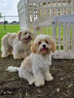 Cooper Male - Pending, a male Cavalier King Charles Spaniel and Cavachon for sale in Red Oak, TX – 1 of 7
