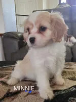 Minnie, a female Cavalier King Charles Spaniel and Cavachon for sale in Red Oak, TX – 2 of 8