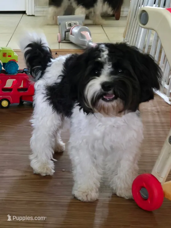 Max – Cavalier King Charles Spaniel, Cavachon puppy for sale in Red Oak, TX