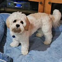 Teddy - neutered , a male Cavachon for sale in Red Oak, TX – Photo 1 of 4