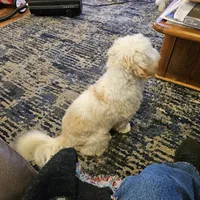 Teddy - neutered , a male Cavachon for sale in Red Oak, TX – Photo 3 of 4