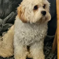 Teddy - neutered , a male Cavachon for sale in Red Oak, TX – Photo 2 of 4
