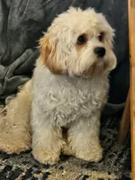 processed/0695c00a-ab8a-4374-8f99-68fbba8cf931/listing/c72958b5-5dc7-4ab0-ba8f-4adcf99052ac/c9cb5335-2157-4aed-b1a0-38d7cacd85a1