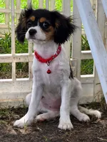 Marley, a female Bichon Frise and Cavalier King Charles Spaniel for sale in Red Oak, TX – 3 of 6