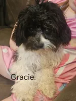 Gracie Female - Small 6.2 lbs, a female Cavalier King Charles Spaniel and Cavachon for sale in Red Oak, TX – 2 of 9
