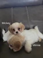 Mickey, a male Cavalier King Charles Spaniel and Cavachon for sale in Red Oak, TX – 4 of 7
