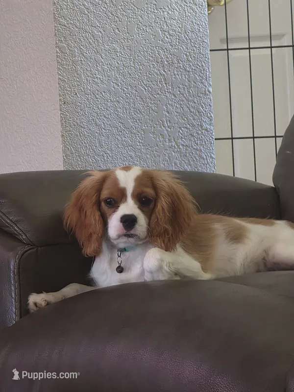 Lucy - Female 6lbs still growing. – Bichon Frise, Cavalier King Charles Spaniel puppy for sale in Red Oak, TX