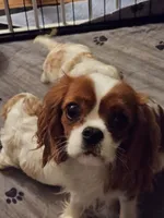 Minnie, a female Cavalier King Charles Spaniel and Cavachon for sale in Red Oak, TX – 7 of 8