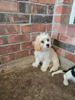 Puppy 1, a male Cavachon for sale in Red Oak, TX – 3 of 4