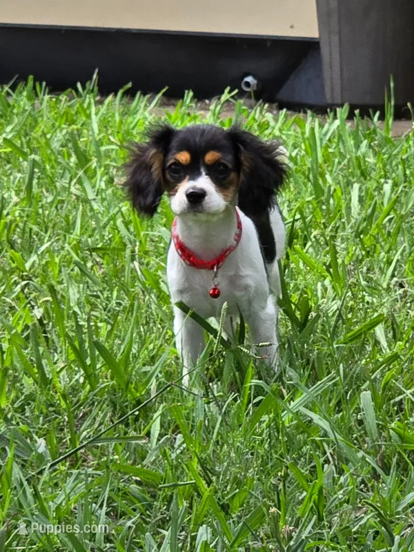 Marley – Bichon Frise, Cavalier King Charles Spaniel puppy for sale in Red Oak, TX