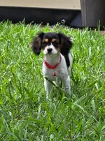 Marley, a female Bichon Frise and Cavalier King Charles Spaniel for sale in Red Oak, TX – 1 of 6