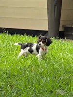 Marley, a female Bichon Frise and Cavalier King Charles Spaniel for sale in Red Oak, TX – 2 of 6