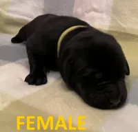 Black girl in yellow, a female Labrador Retriever for sale in Olean, NY – Photo 2 of 5