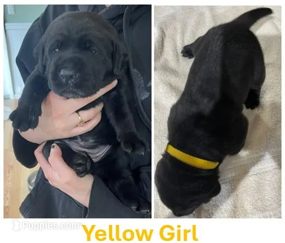 Black girl in yellow – Labrador Retriever puppy for sale in Olean, NY