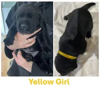 Black girl in yellow, a female Labrador Retriever for sale in Olean, NY – Photo 1 of 5