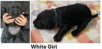 Black girl in white, a female Labrador Retriever for sale in Olean, NY – Photo 1 of 7