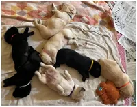 Orange Girl, a female Labrador Retriever for sale in Olean, NY – Photo 5 of 6