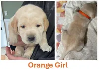 Orange Girl, a female Labrador Retriever for sale in Olean, NY – Photo 1 of 6