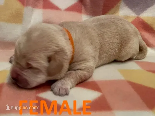 Orange Girl – Labrador Retriever puppy for sale in Olean, NY
