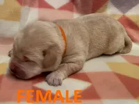 Orange Girl, a female Labrador Retriever for sale in Olean, NY – Photo 1 of 3