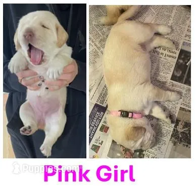 Pink Girl – Labrador Retriever puppy for sale in Olean, NY