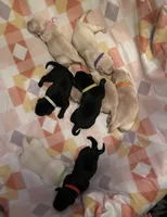 Pink Girl, a female Labrador Retriever for sale in Olean, NY – Photo 3 of 4