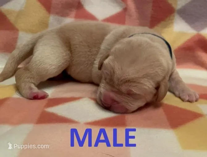 Green Boy – Labrador Retriever puppy for sale in Olean, NY