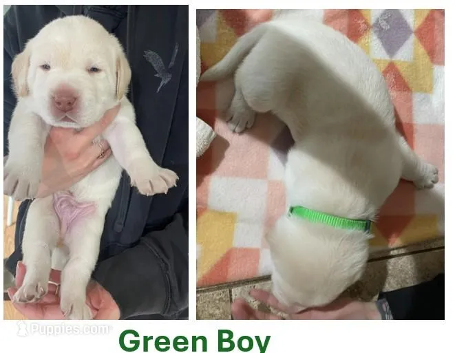 Green Boy – Labrador Retriever puppy for sale in Olean, NY