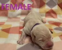 Purple Girl, a female Labrador Retriever for sale in Olean, NY – Photo 1 of 4