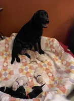 Purple Girl, a female Labrador Retriever for sale in Olean, NY – Photo 3 of 4