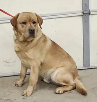 Purple Girl, a female Labrador Retriever for sale in Olean, NY – Photo 4 of 4