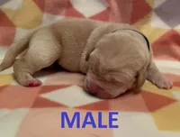 Blue Boy, a male Labrador Retriever for sale in Olean, NY – Photo 1 of 3