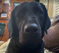 Blue Boy, a male Labrador Retriever for sale in Olean, NY – Photo 7 of 7