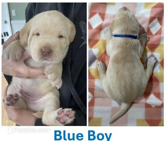 Blue Boy – Labrador Retriever puppy for sale in Olean, NY