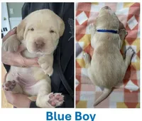 Blue Boy, a male Labrador Retriever for sale in Olean, NY – Photo 1 of 7