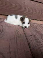 Blue Merle , a female Jack Russell Terrier for sale in Bronson, FL – 2 of 2