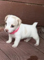 Blue eyes, a female Jack Russell Terrier for sale in Bronson, FL – 2 of 3