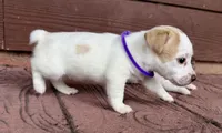 Lemon Girl, a female Jack Russell Terrier for sale in Bronson, FL – 2 of 3