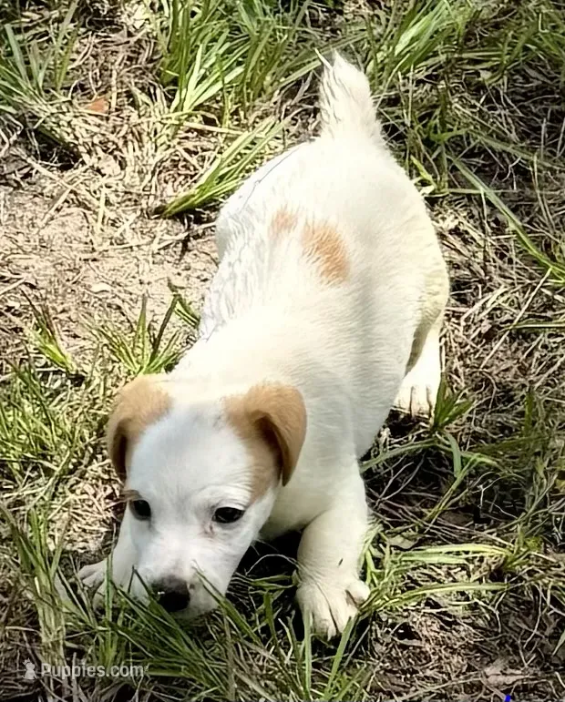 Lemon Boy – Jack Russell Terrier puppy for sale in Bronson, FL