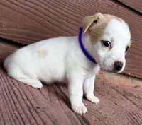 Lemon Girl, a female Jack Russell Terrier for sale in Bronson, FL – 3 of 3