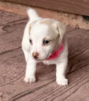 Blue eyes, a female Jack Russell Terrier for sale in Bronson, FL – 1 of 3