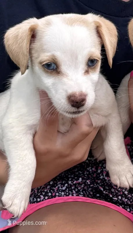 Blue eyes – Jack Russell Terrier puppy for sale in Bronson, FL