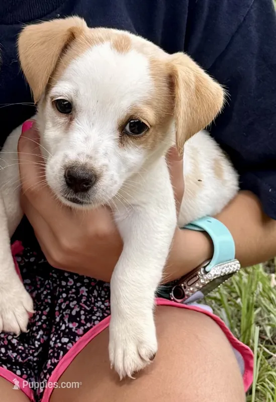 Lemon Girl – Jack Russell Terrier puppy for sale in Bronson, FL