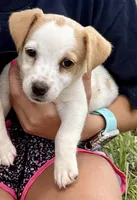 Lemon Girl, a female Jack Russell Terrier for sale in Bronson, FL – 1 of 3